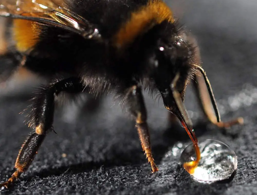 a bee drinking sugar water