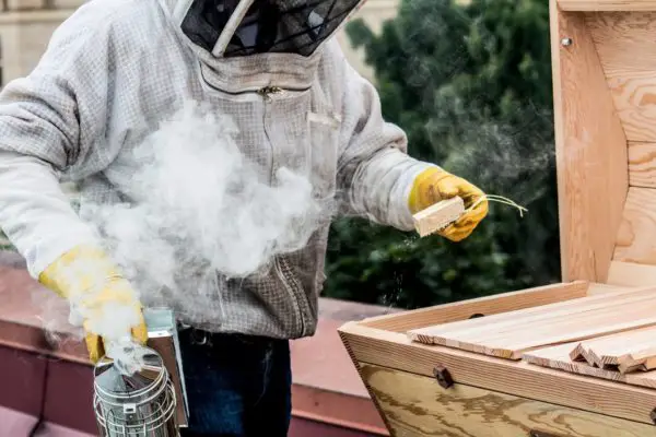 a beekeeper using a bee smoker