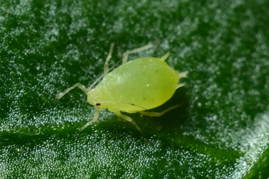 aphid eating tree sap