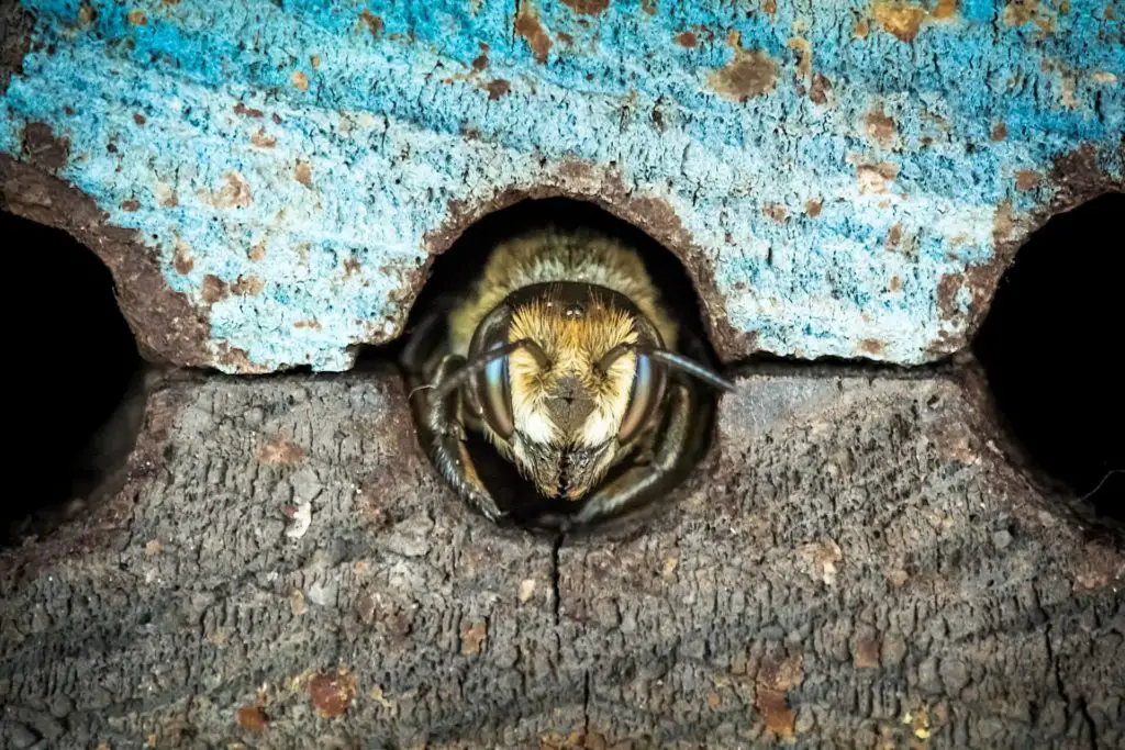bee at the entrance to nest in burrowed wood