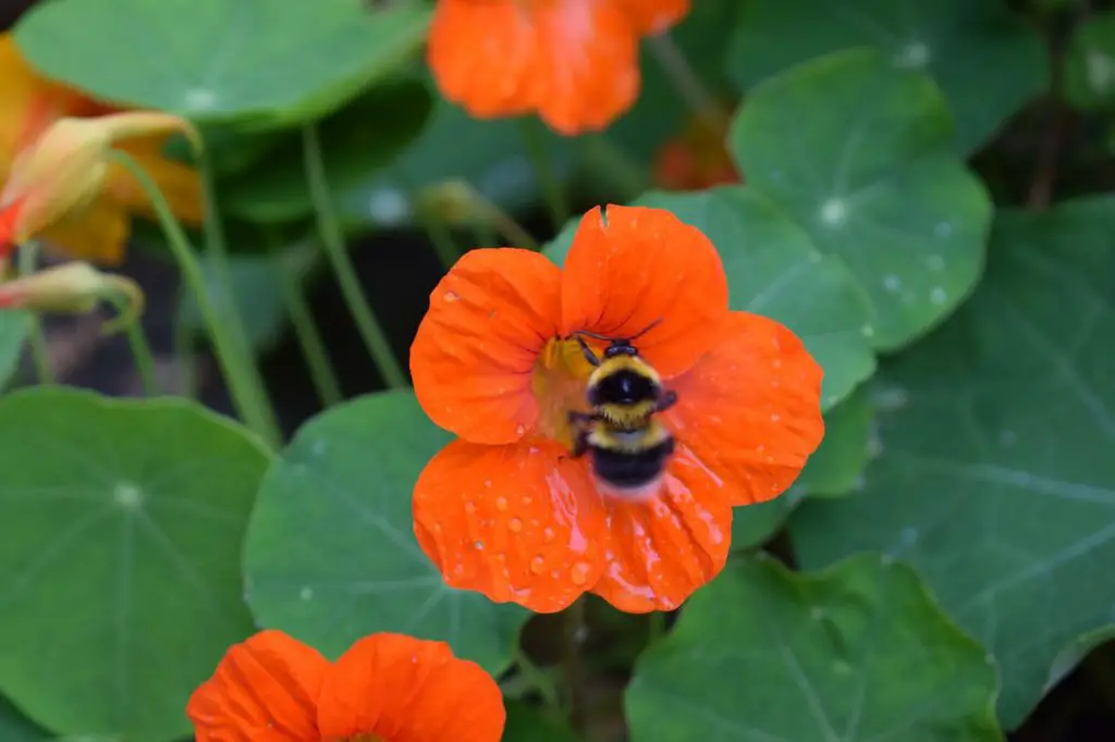 bee collecting nectar and pollen from a flower after heavy rain