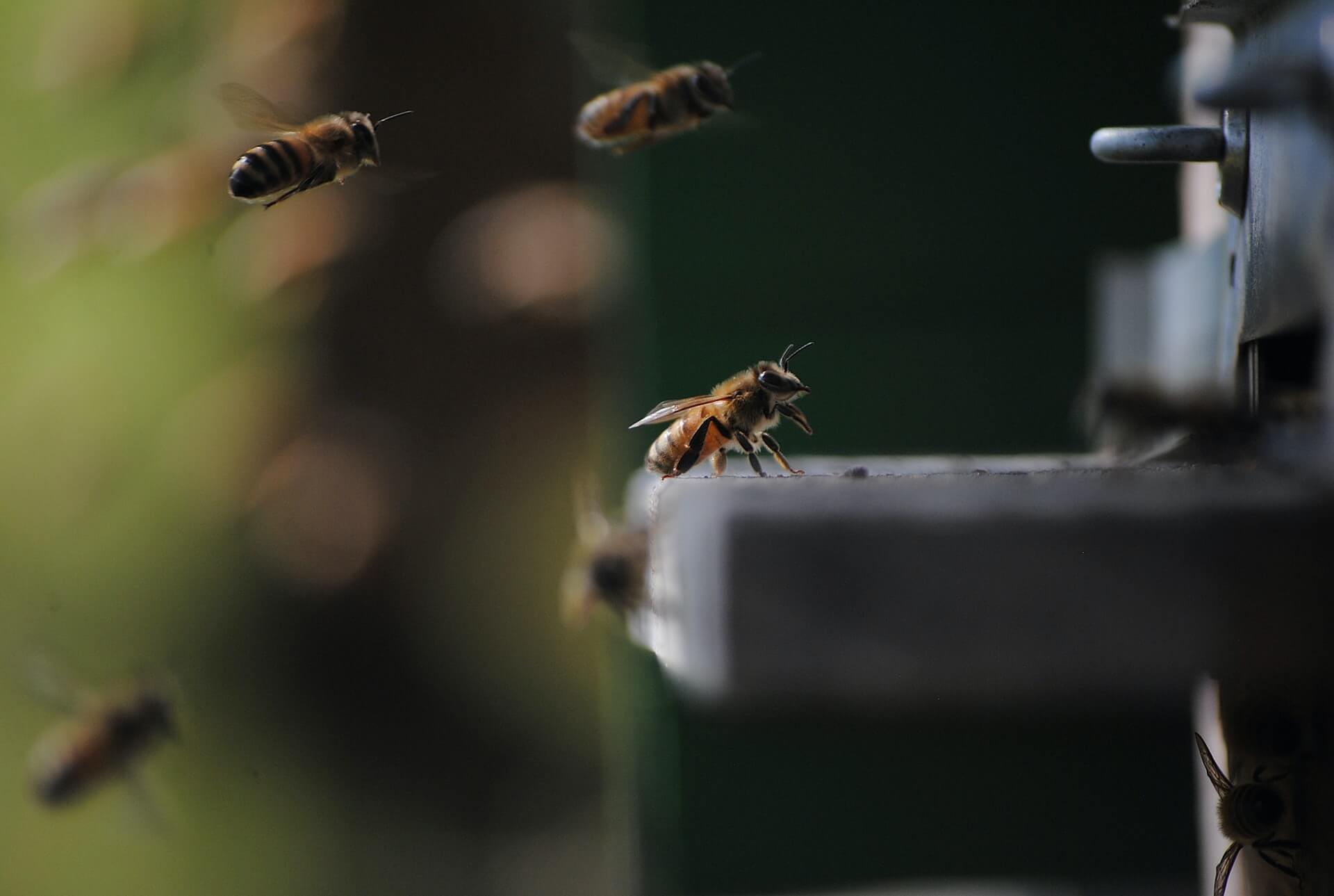 Here's How Honeybees Fly in Windy Conditions