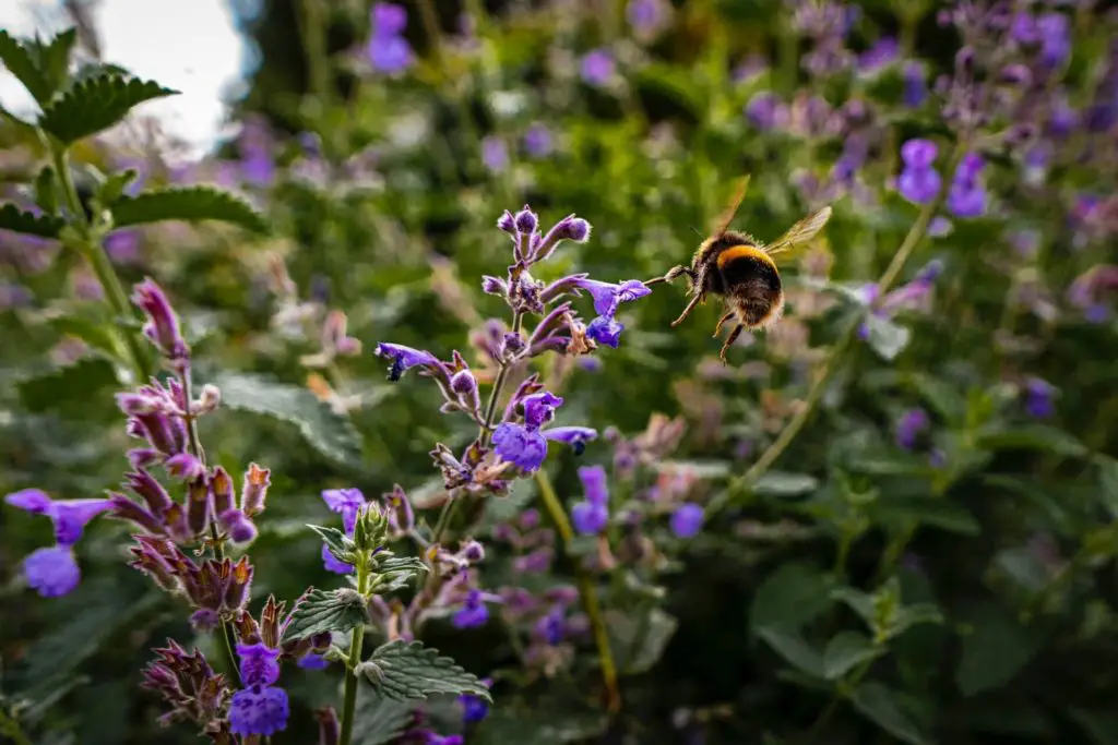 bumblebee collecting pollen