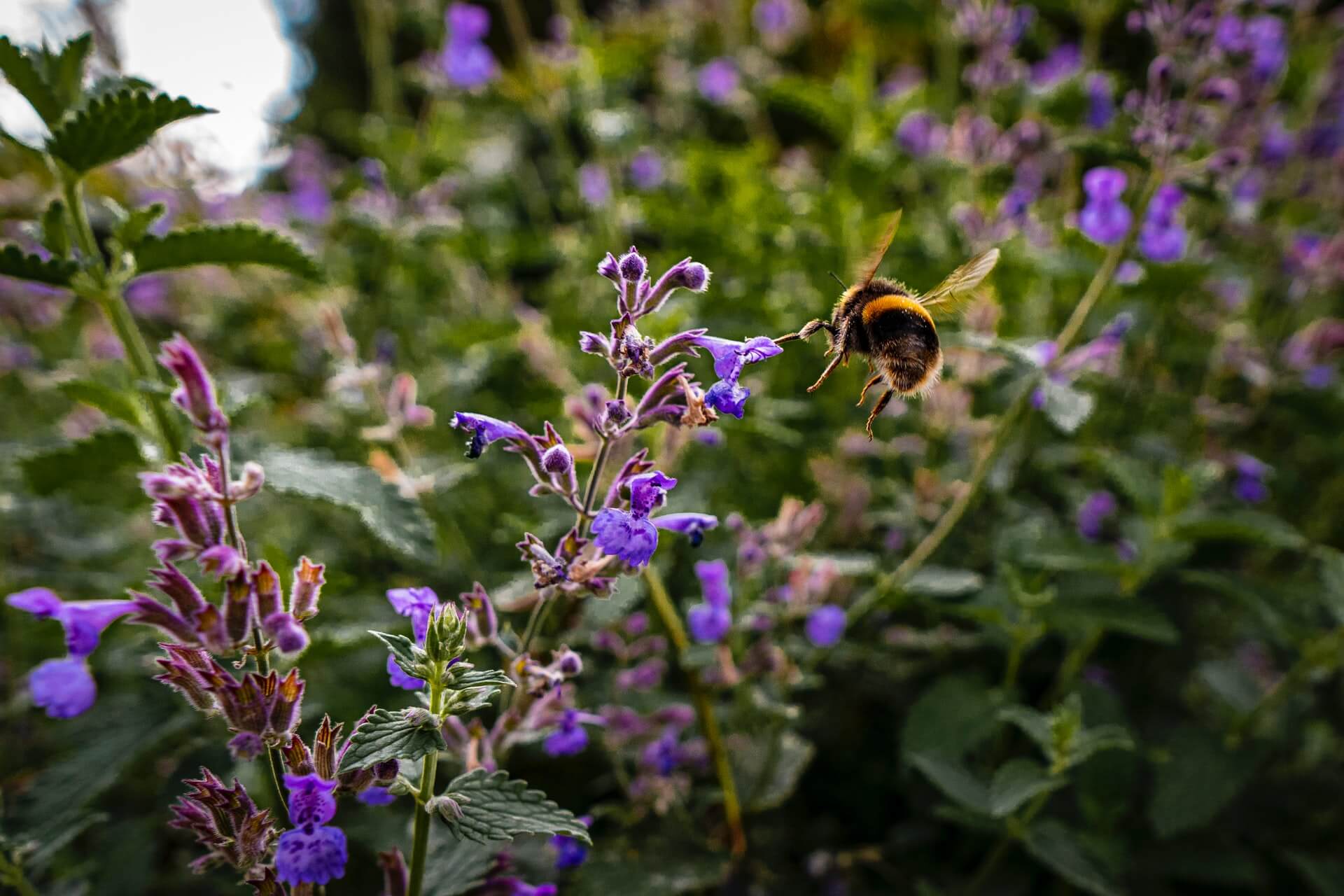https://reviveabee.com/wp-content/uploads/2022/05/bumblebee-collecting-pollen.jpg