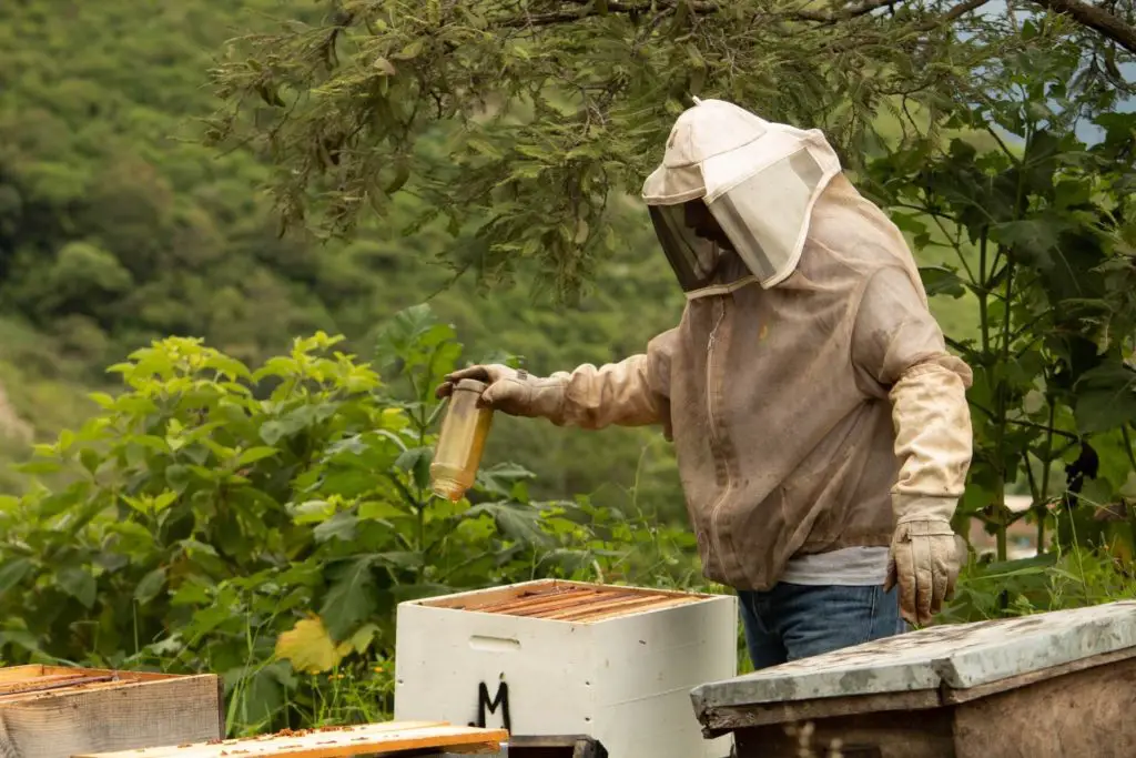 managing hives using a beekeepers jacket