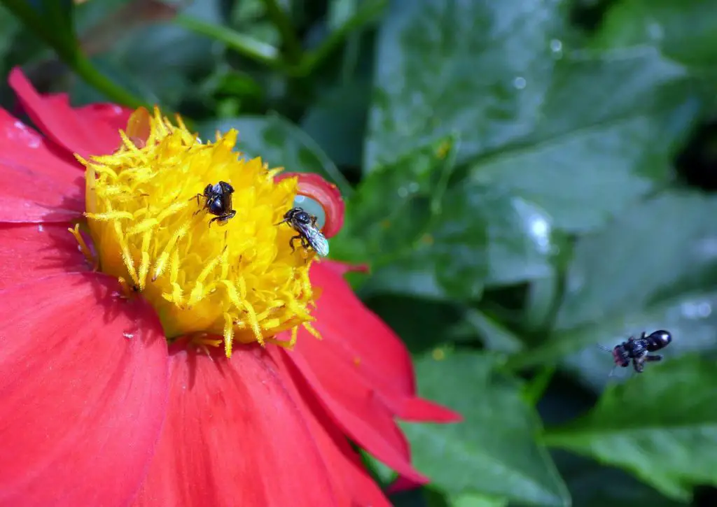 stingless bees collecting pollen and nectar