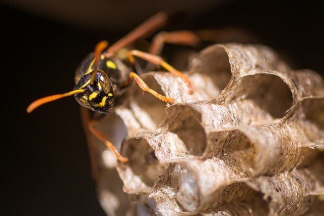 a queen wasp building her nest in early summer