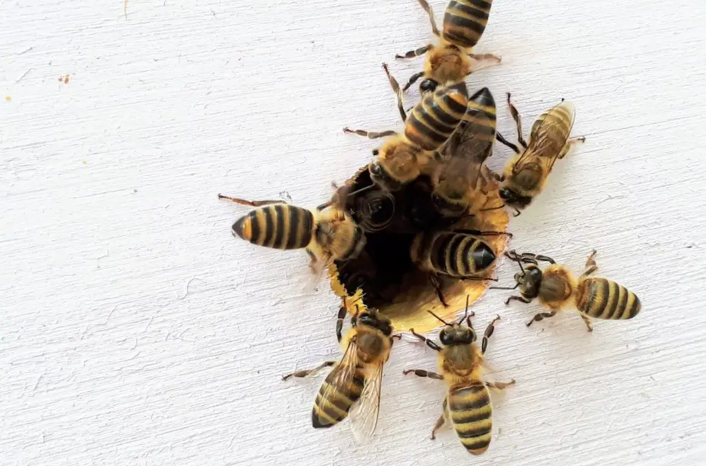 honeybees investigating a hole in some wood