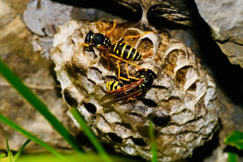 wasps tending to their nest