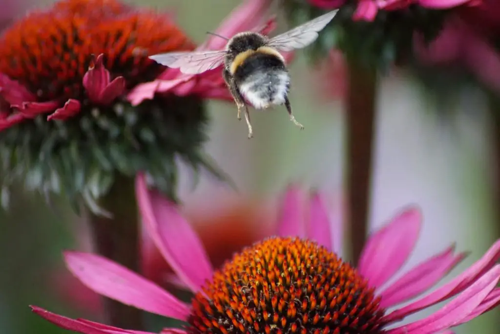 white tailed bumblebee taking flight