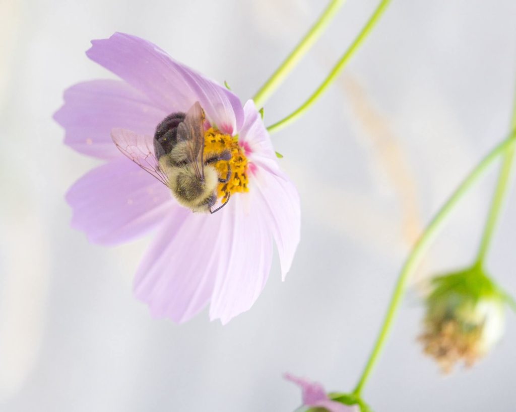 honeybee resting on a flower