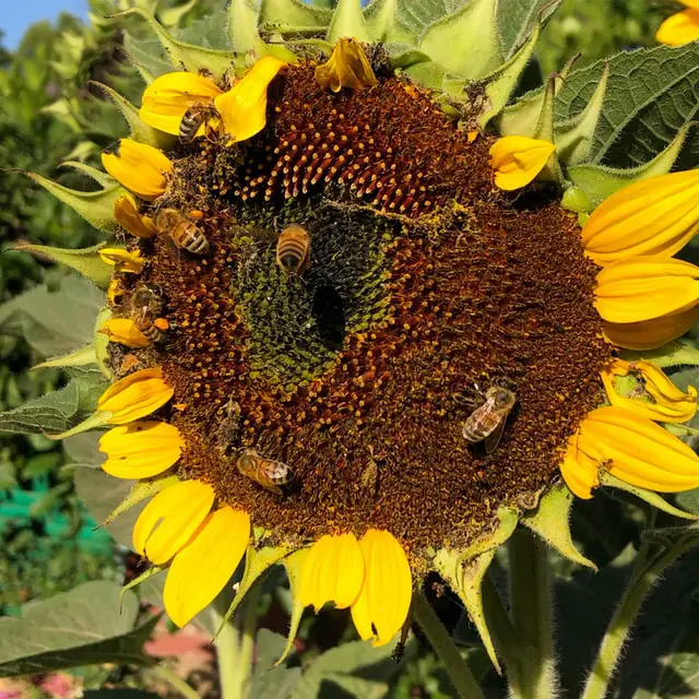 honeybees collecting pollen from a sunflower