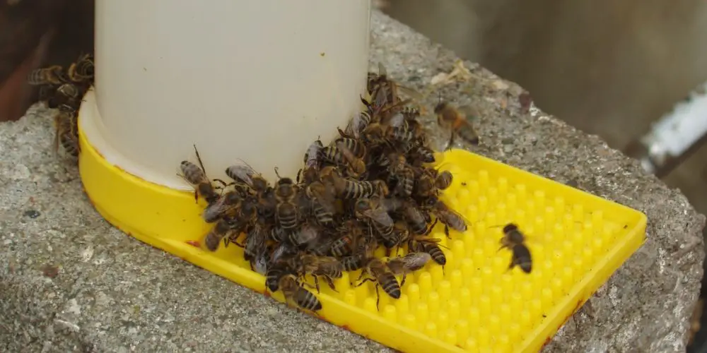 bees using an entrance feeder outside of the hive