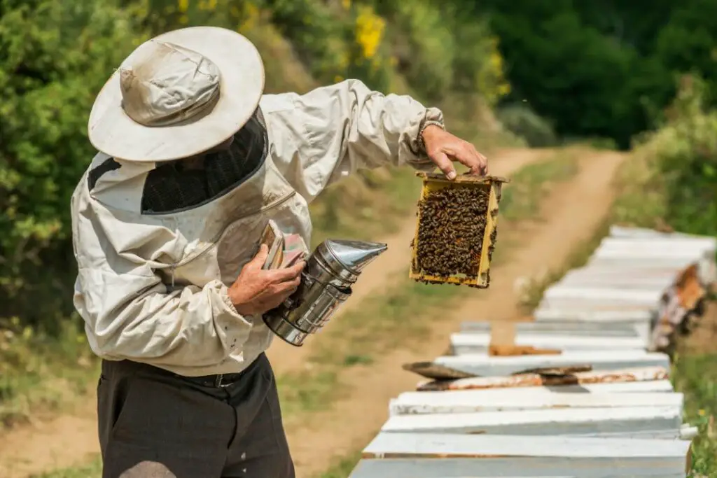 beekeeping business plan sample