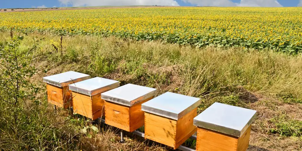 how to start your first beekeeping business