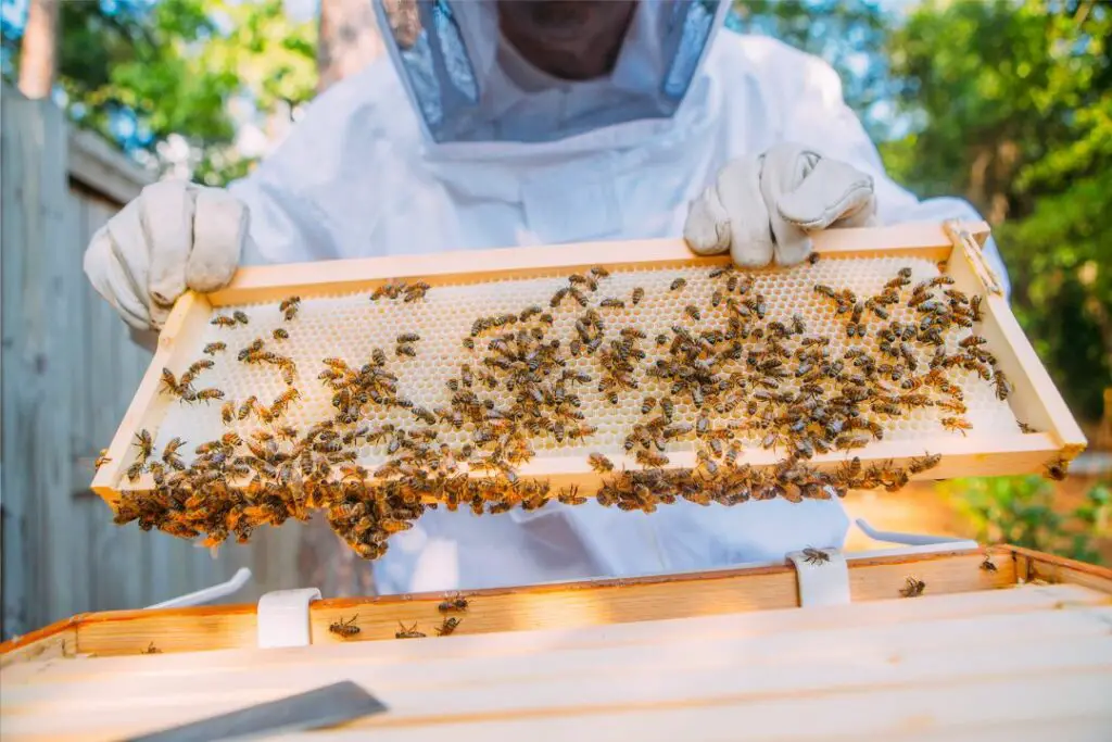sample business plan for beekeeping