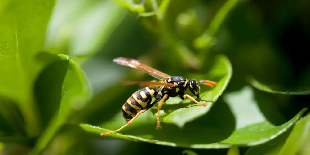 Do Wasps Kill Bees (Insects At War)