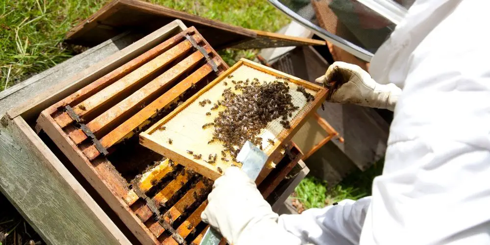 a beekeeper inspecting a hive for various kinds of bee diseases