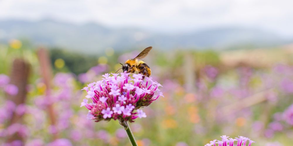 do bees kill flowers when they collect pollen and nectar