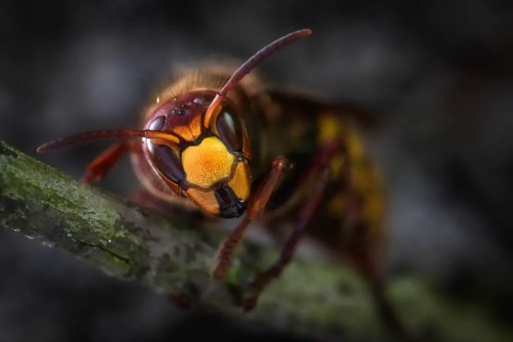 Hornet Threat To UK Bees