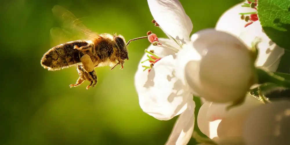 how does bee pollination benefit your garden