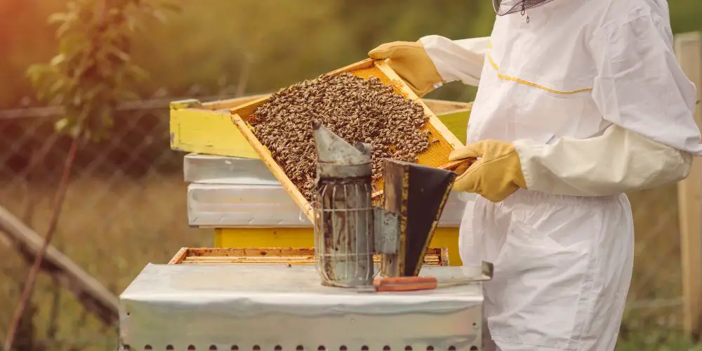 our favourite beekeeping supplies for beginners