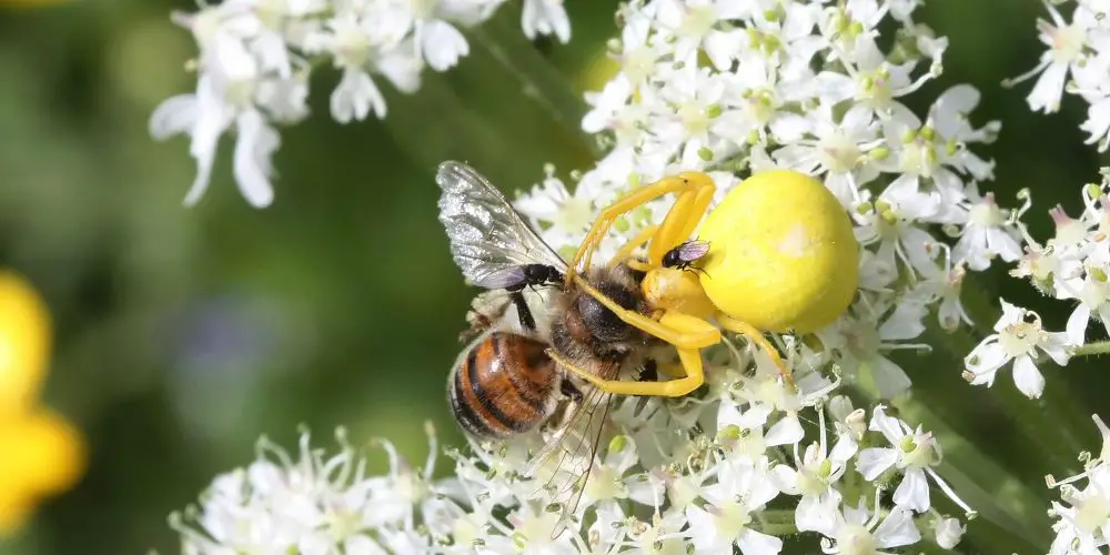 which insects eat bees in your garden