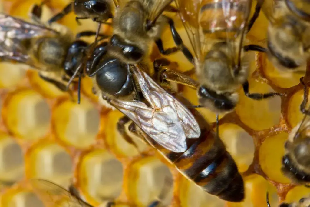 What Happens When A Queen Bee Dies? Emergency Replacement