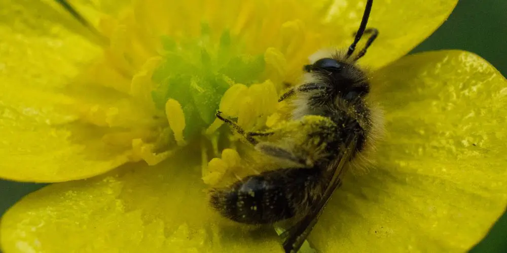 a tired honeybee asleep between the petals of a flower