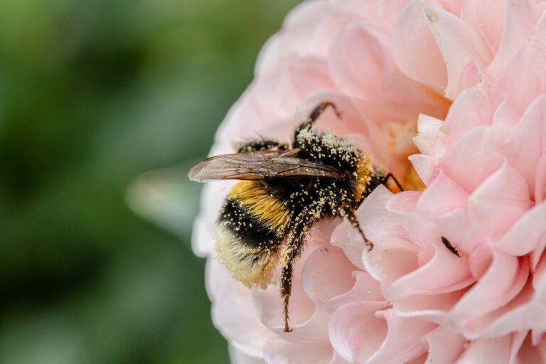 How To Tell If A Bee Is Dying Or Tired - Revive A Bee