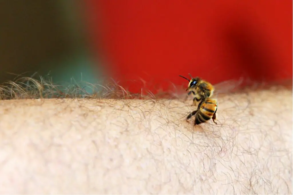 a female honey bee stinging someones arm