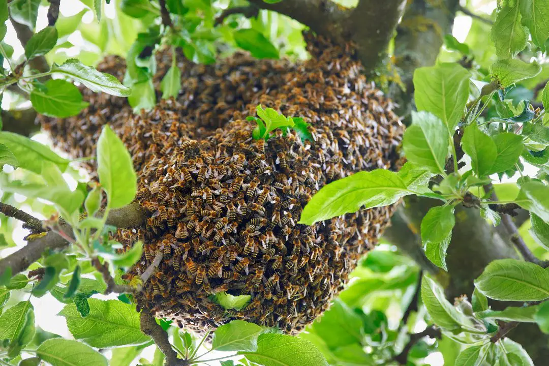 Best Honey bee Swarm Lure Or Swarm Attractant