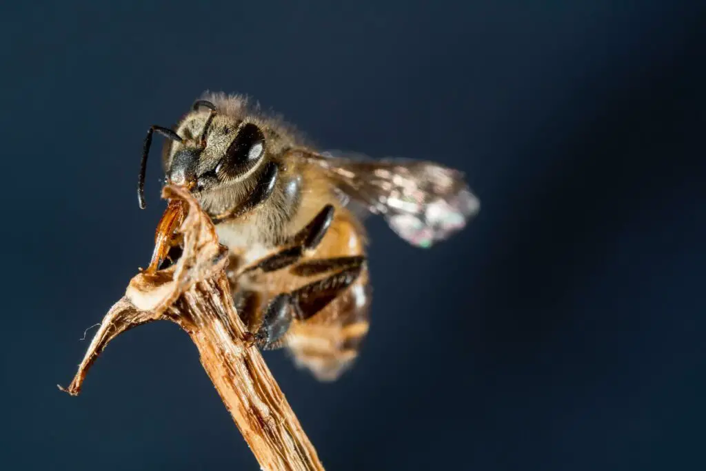 do all bees sting the ultimate guide