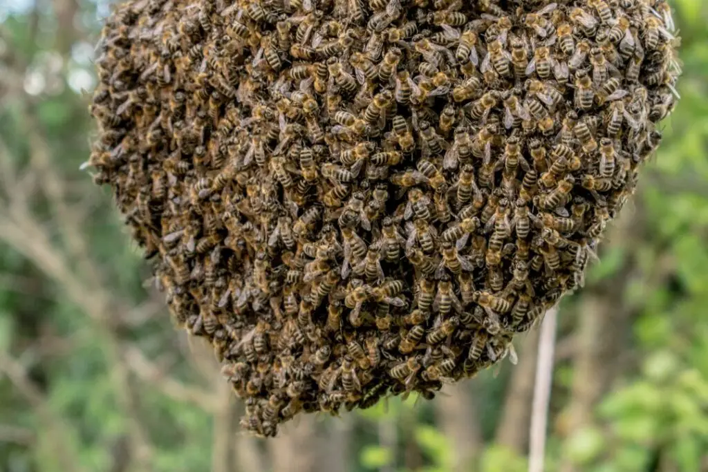 How To Attract A Swarm Of Honey Bees To Your Hive (The Easy Way
