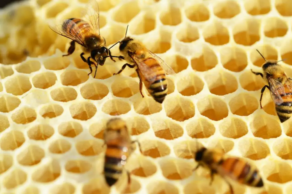honeybees tending to wax comb