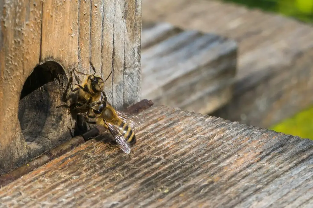 a guard bee inspecting another worker bee to see if it's from the same colony