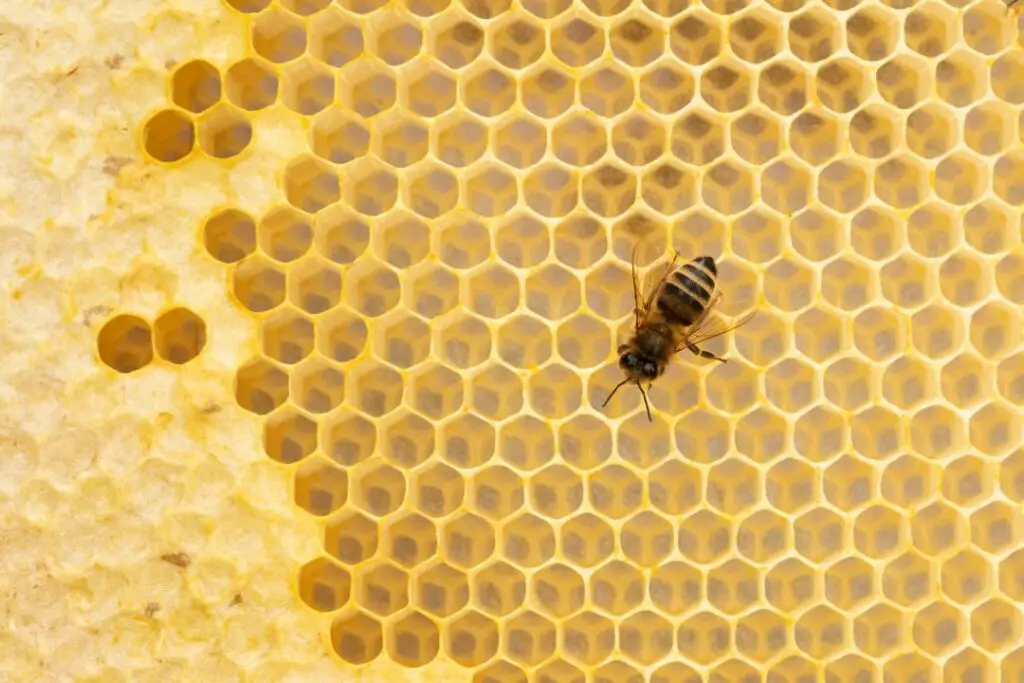 a worker bee tending to partially capped honeycomb