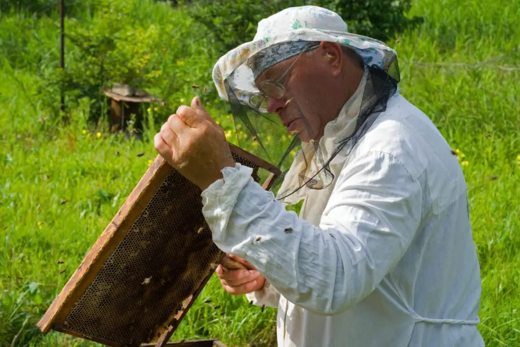 beekeeper inspecting a frame without protective gloves