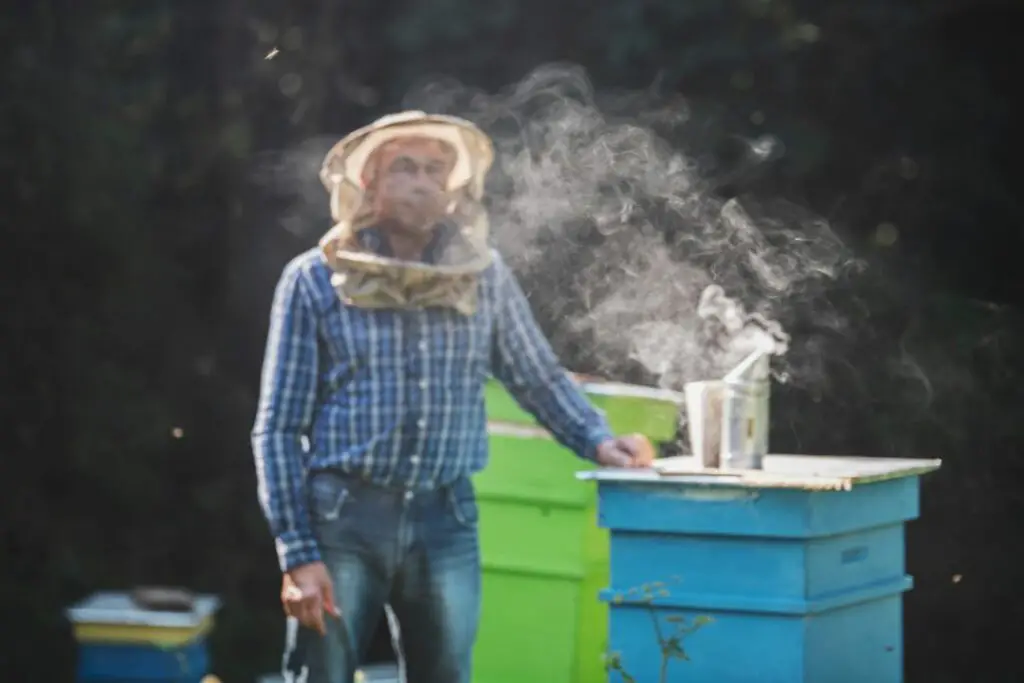 beekeeper using his smoker with just a veil for protection against stings