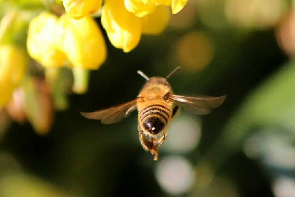 honey bee on a foraging flight for nectar