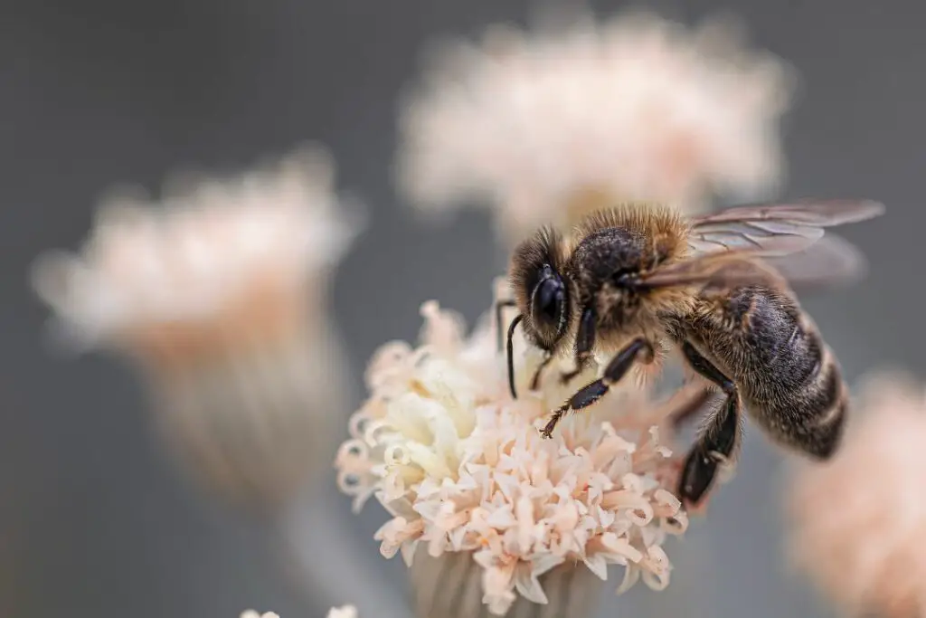 honeybee collecting nectar and pollen from a flower