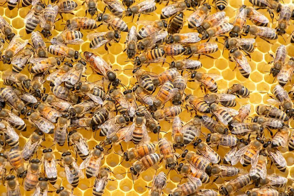 hundreds of bees tending to the comb