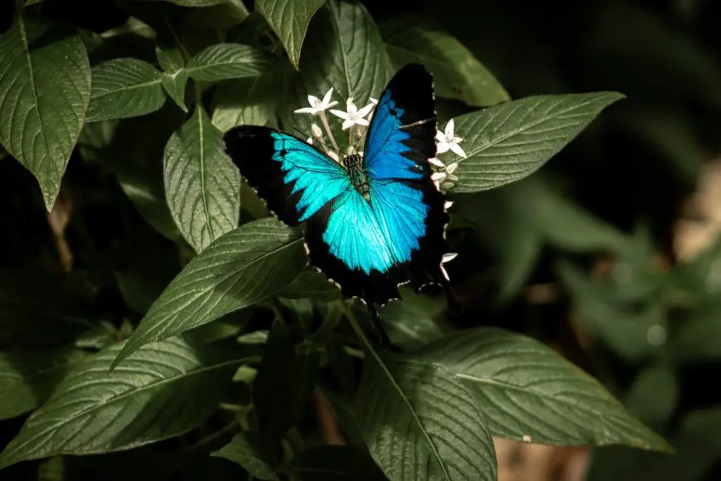 Ulysses Butterfly eating from a flower