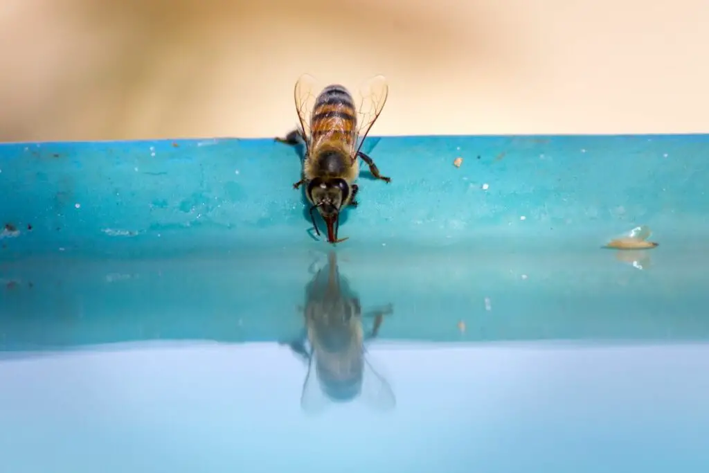 a bee leaning precariously over a pool of water