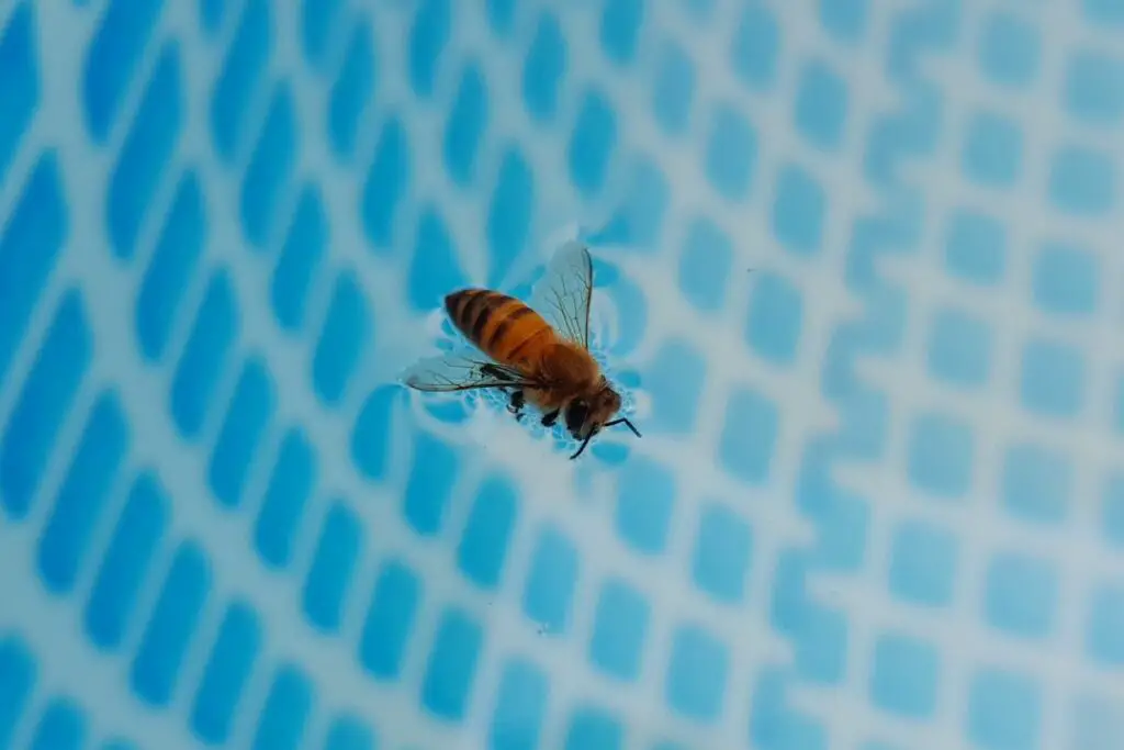 a bee stuck in a swimming pool