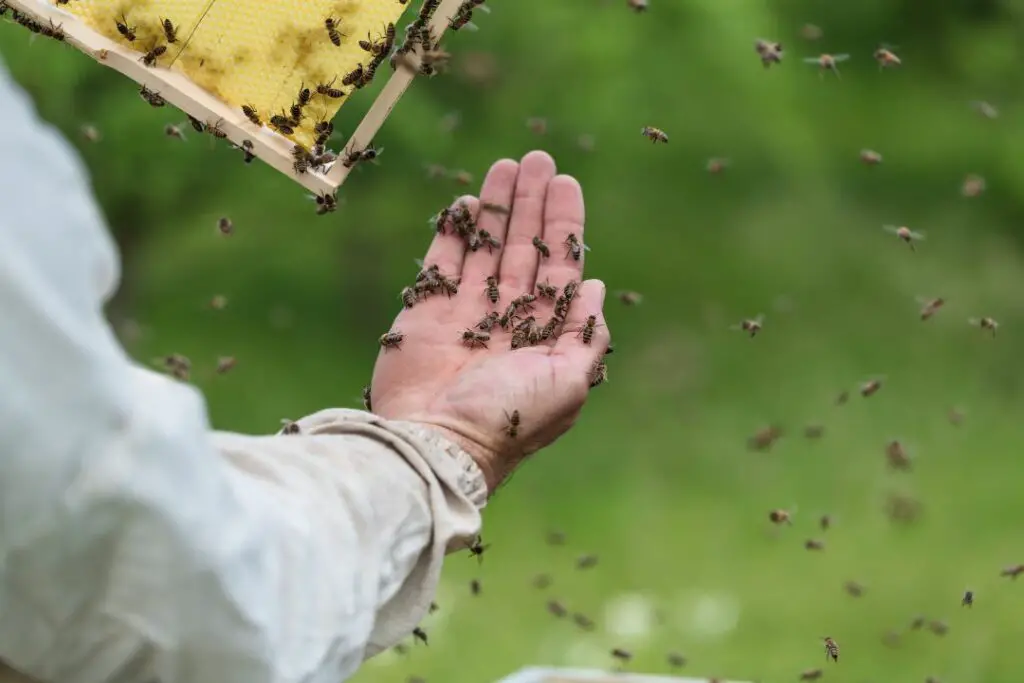 a beekeeper demonstrating a bond of trust by letting bees rest on their hand