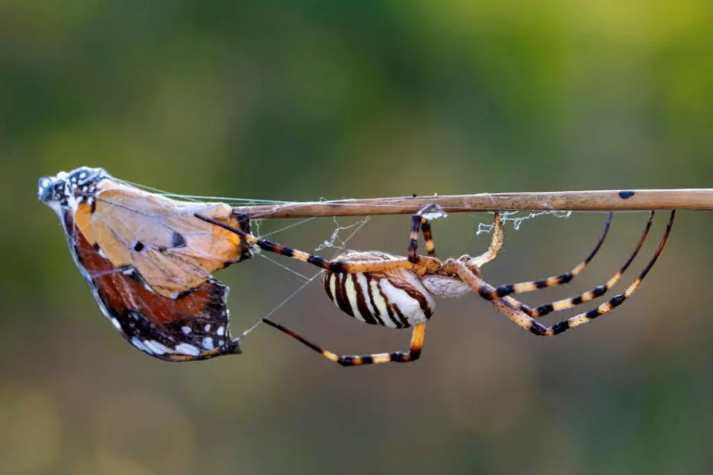 a butterfly being wrapped up by a spider to be eaten later