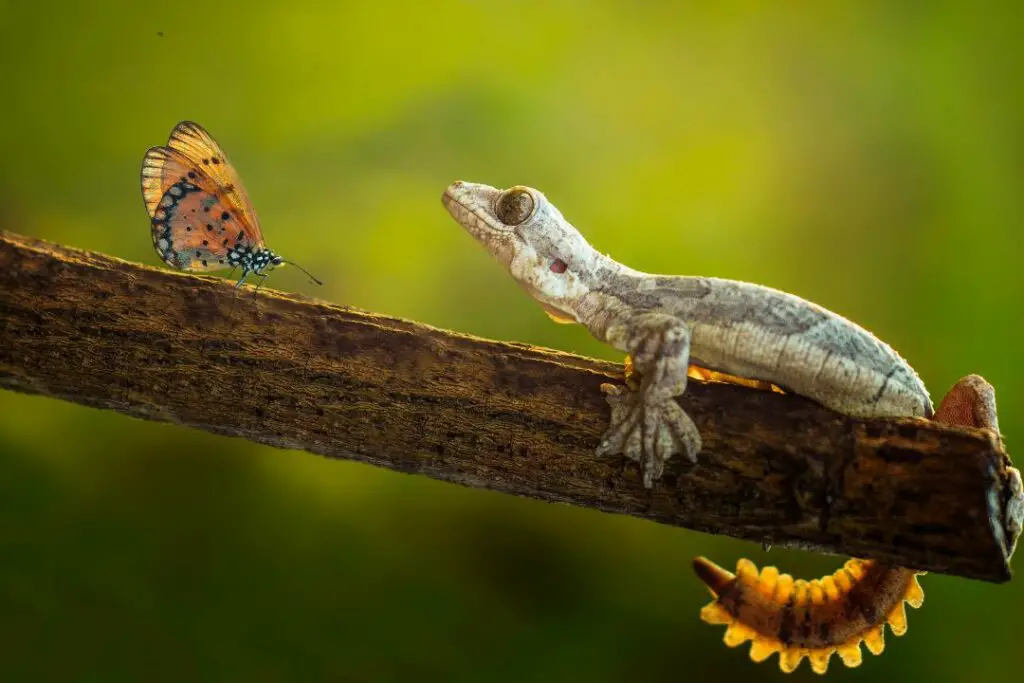 a butterfly getting dangerously close to a lizard waiting on a branch