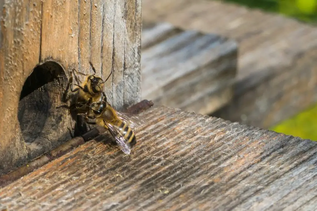 a guard bee violently ejecting a bee from a different colony