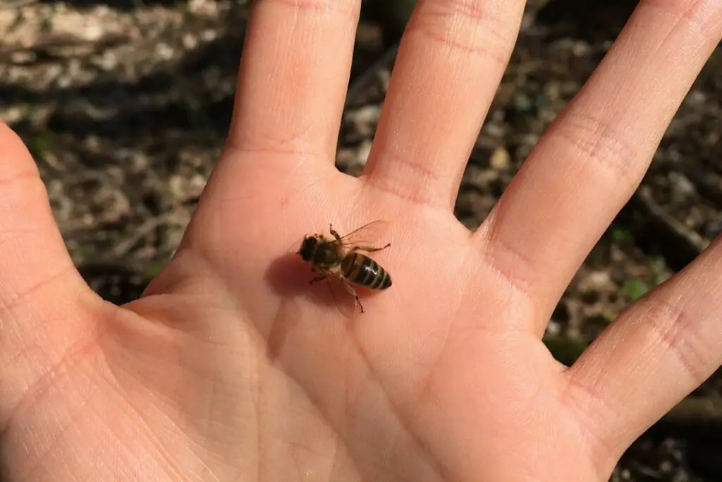 a honey bee resting calmly on someones hand